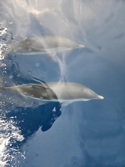 Two dolphins swimming in clear blue water. 1