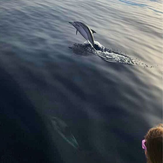 A dolphin leaping out of the water. 3