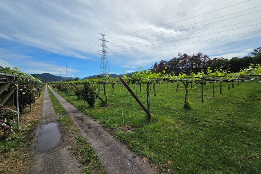 A vineyard with rows of grapevines, a dirt path, and power lines in the background. 4