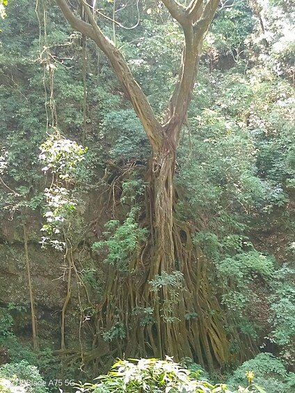 A large tree with extensive roots and dense surrounding foliage. 2