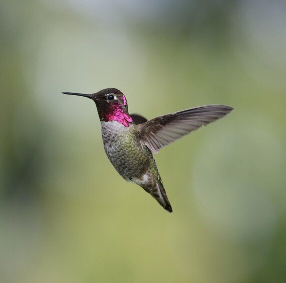 A hummingbird in flight with a blurred green background. 1