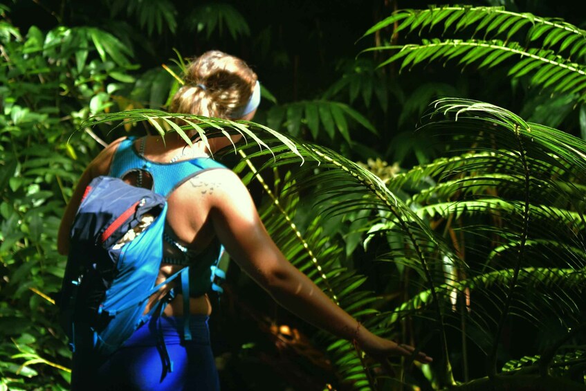 A person hiking through a dense forest with large green leaves. 3