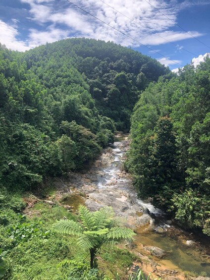 A river flowing through a dense forest with a clear sky above. 4