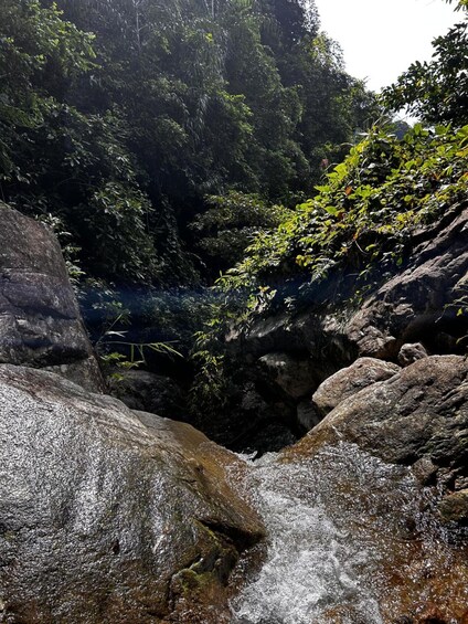A rocky stream with water flowing over rocks, surrounded by dense forest. 3