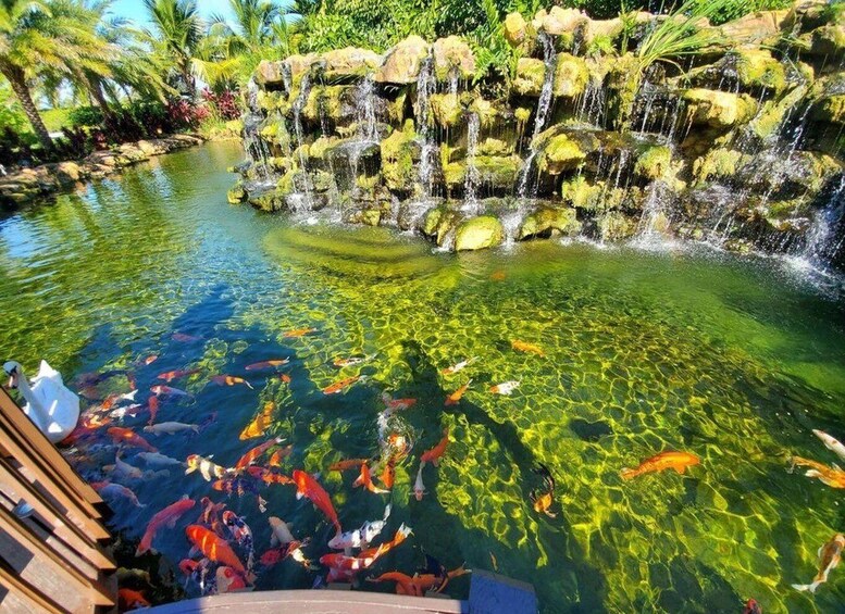 A koi pond with clear water and a waterfall. 2