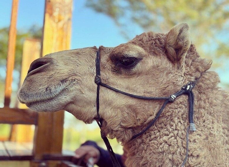 A camel with a halter, standing in an outdoor enclosure with wooden structures and trees in the background. 3