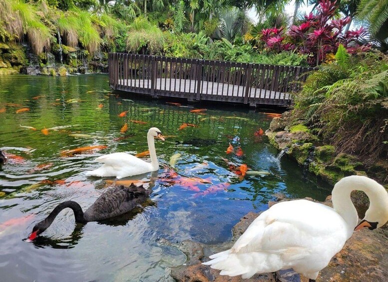 A pond with swans, koi fish, and a wooden bridge. 4