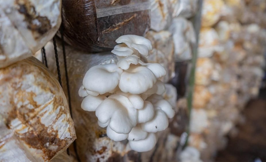 A cluster of white mushrooms growing on a wooden surface. 2