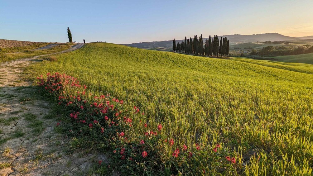 A grassy hillside with a path, red flowers, and a row of tall trees in the distance. 2