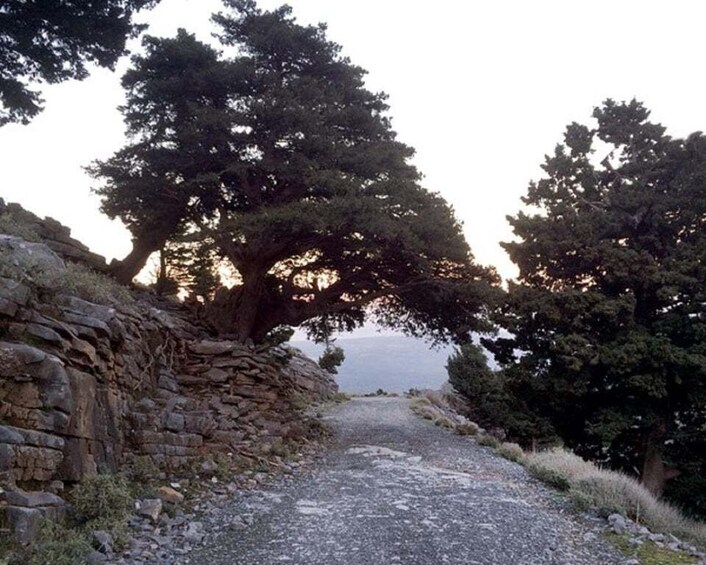 A gravel path flanked by stone walls and tall trees, leading towards a body of water. 3