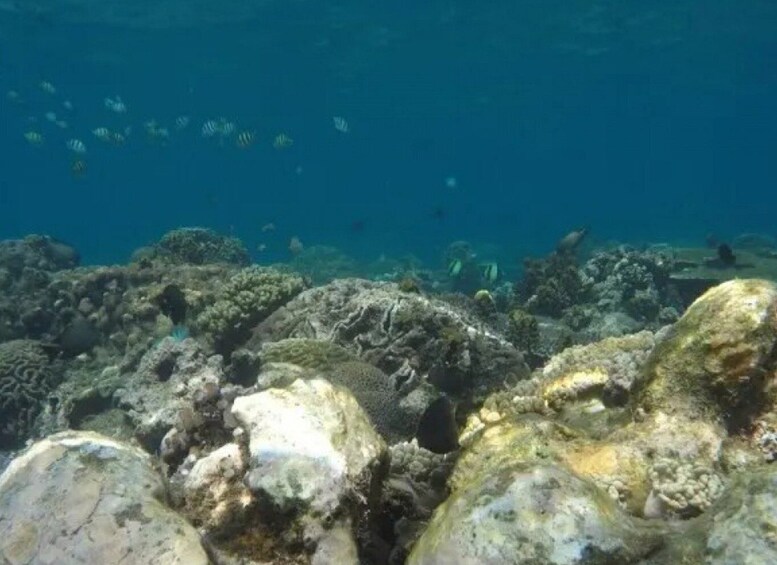 An underwater scene with coral formations and a school of fish. 5
