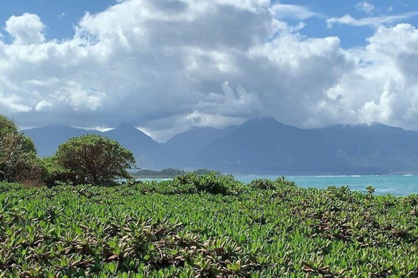 A coastal landscape with lush green vegetation, a clear sky, and distant mountains. 4