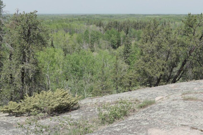 A rocky terrain with sparse vegetation and a forested background. 3