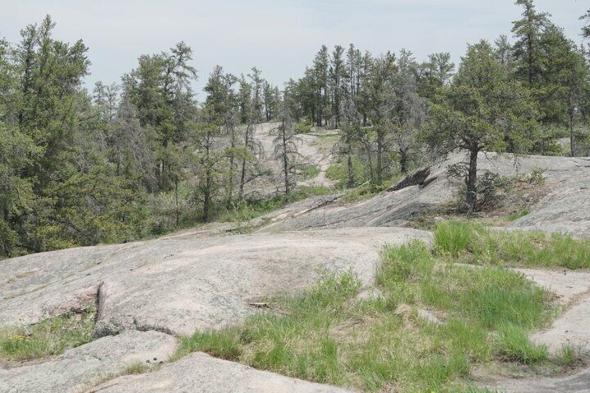 A rocky terrain with sparse grass and scattered trees. 5