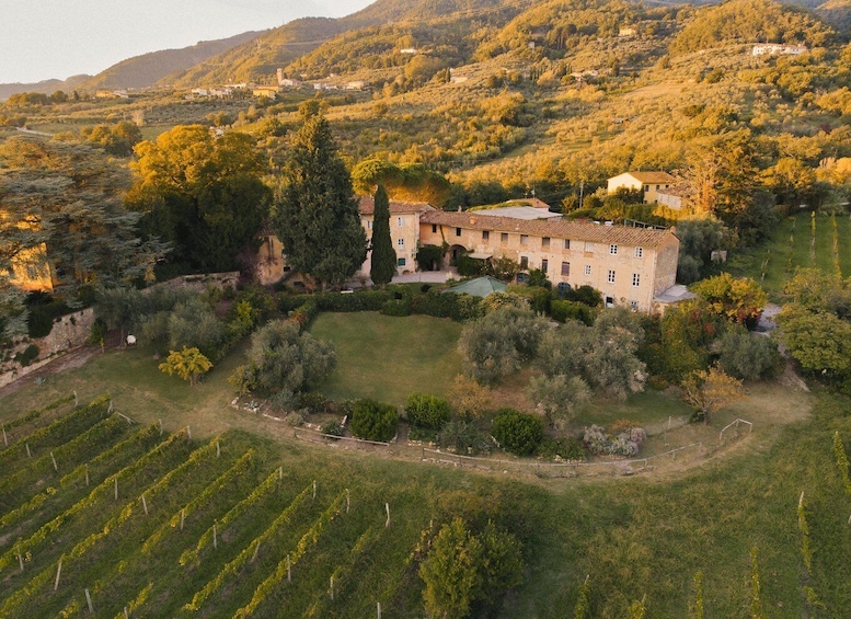A vineyard with rows of grapevines, a historic building surrounded by trees, and rolling hills in the background. 4