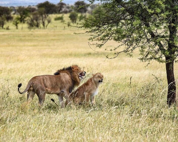 A lioness with cubs in a grassy savannah. 4