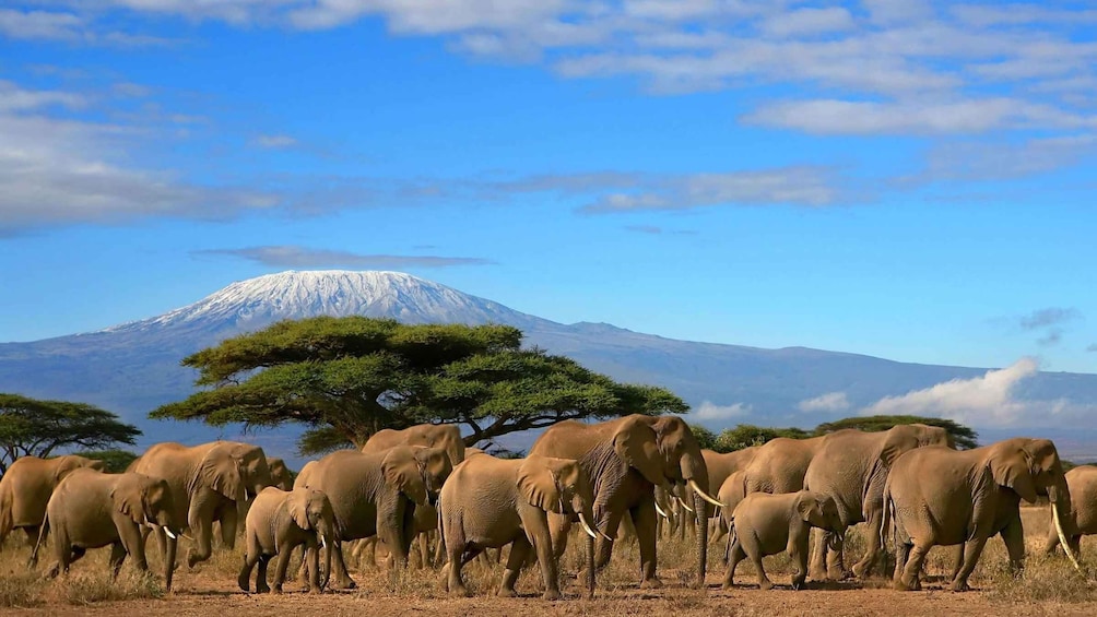 A herd of elephants in a dry grassland with a mountain in the background. 5