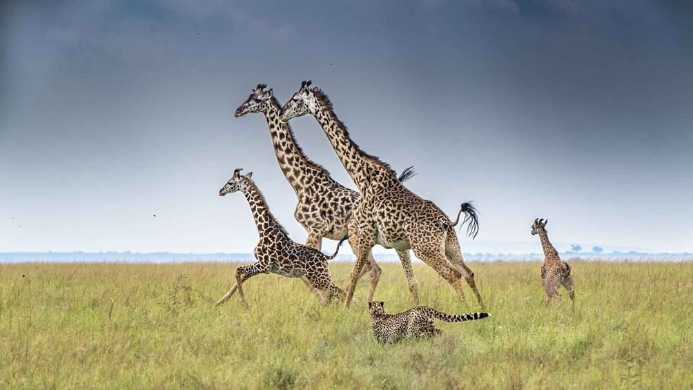 A group of giraffes running across a grassy plain with a clear sky. 2