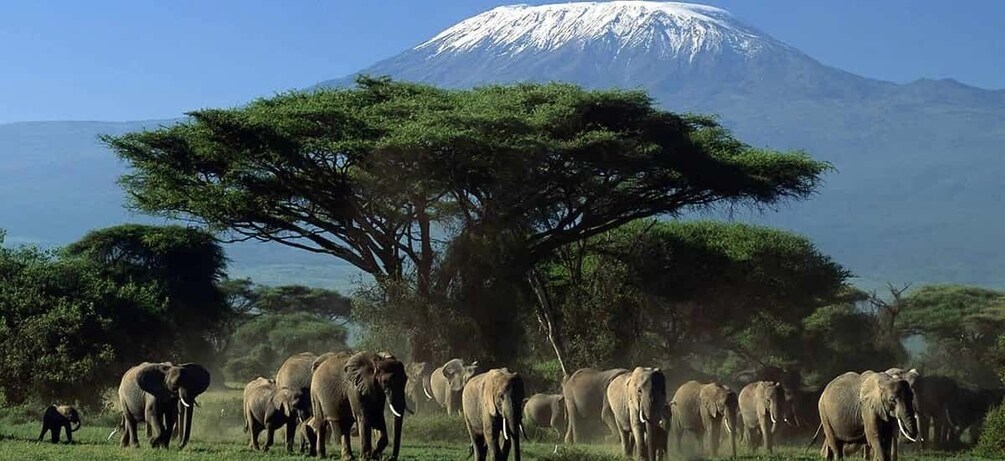 A herd of elephants in a grassy area with a large tree and a mountain in the background. 3