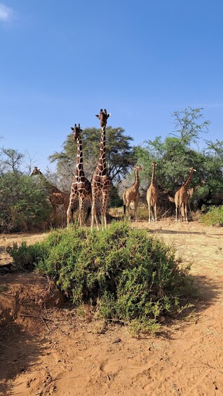 A group of giraffes in a natural setting with sparse vegetation and trees. 1