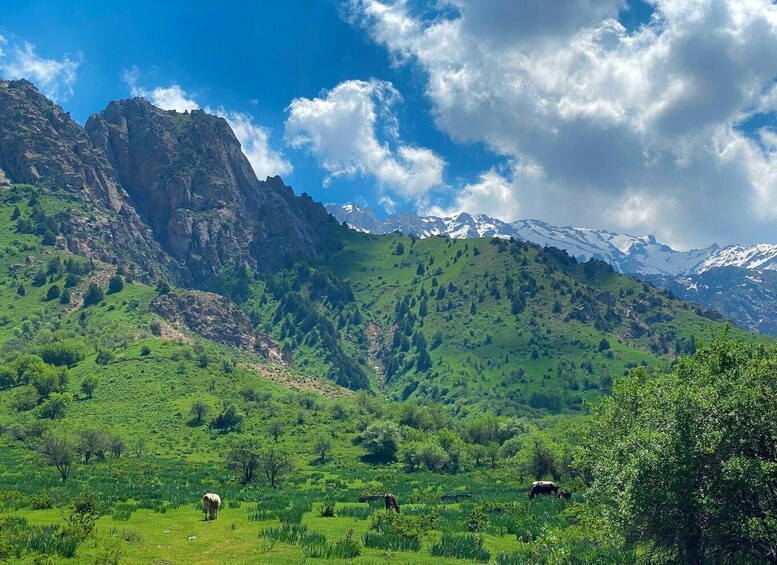 A mountainous landscape with grazing cows, lush greenery, and snow-capped peaks under a partly cloudy sky. 2