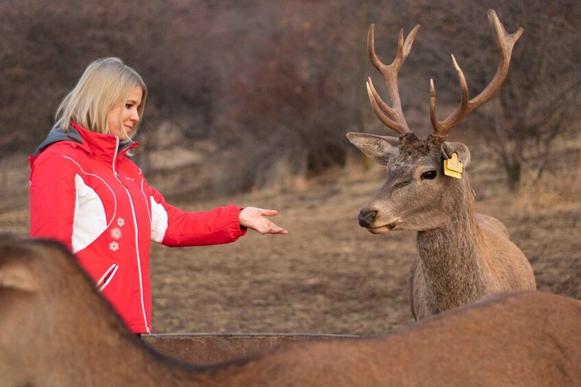 A person in a red jacket interacting with a deer with antlers and a yellow tag. 1