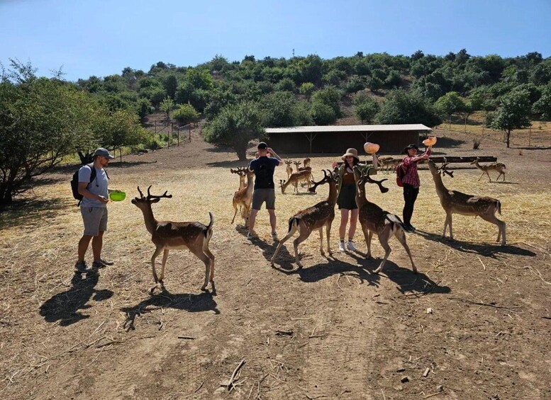 A group of people interacting with deer in a dry, open field with sparse vegetation and a hill with trees in the background. 3