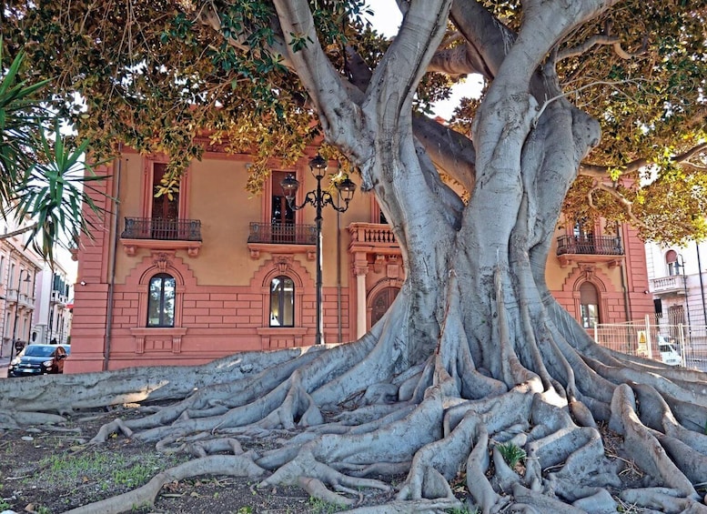 A large tree with extensive roots in front of a pink building with balconies. 4