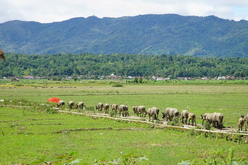 A herd of cattle grazing in a field with a mountain range in the background. 5