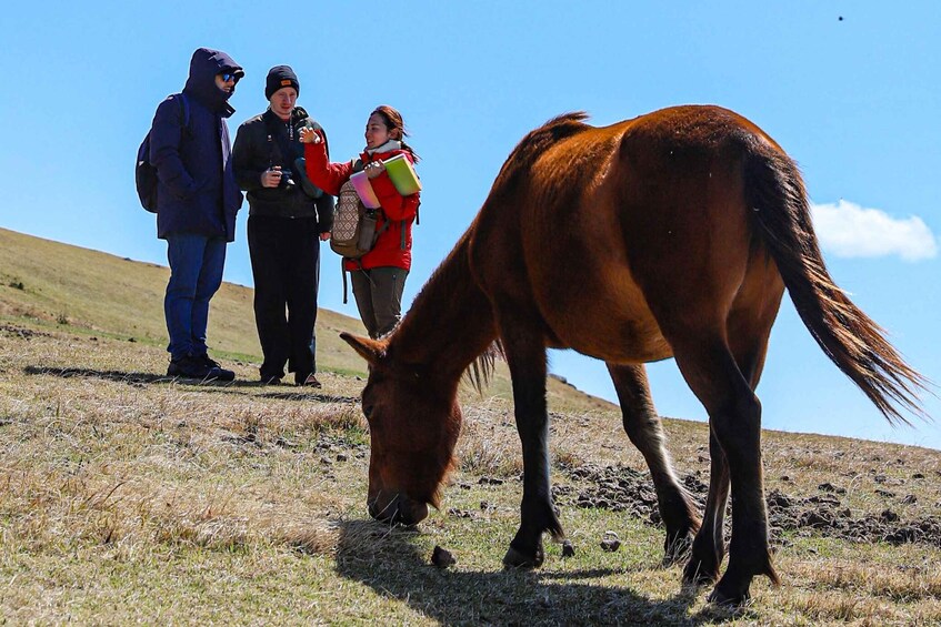 Circle of Life: Toi Misaki Wild Horses Tour in Miyazaki 1