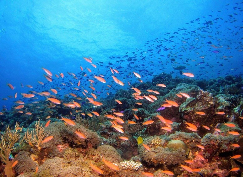 A vibrant coral reef with schools of orange fish swimming among the corals. 2