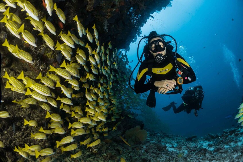 A diver surrounded by yellow-striped fish in a coral reef. 3