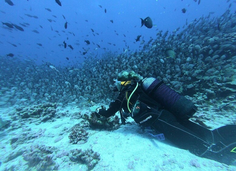 A diver surrounded by a school of fish on the ocean floor. 5