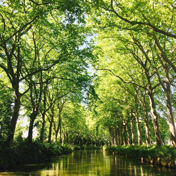 Picture 1 for Activity Riquet Cruise Tour: Discover the Canal du Midi in Toulouse 3