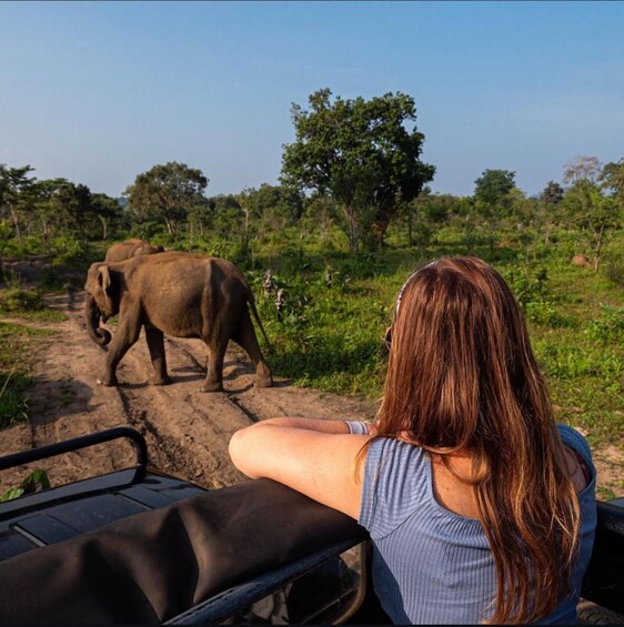 A person in a vehicle observing elephants on a dirt path. 2
