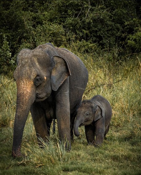 Two elephants in a grassy field with dense foliage in the background. 1