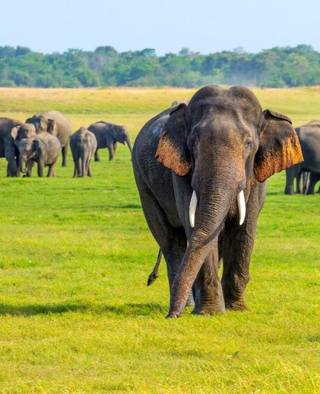 A herd of elephants in a grassy field with trees in the background. 4