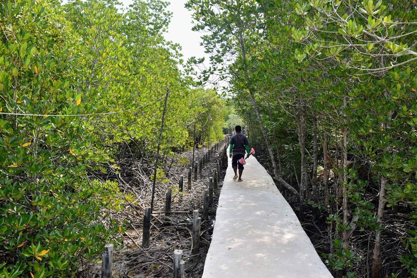 A person walking on a concrete path surrounded by dense mangrove trees. 2