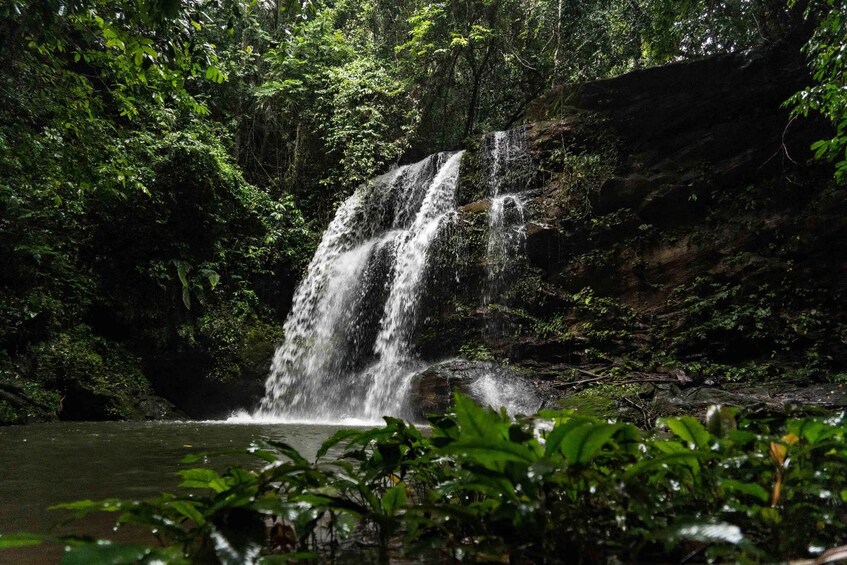 A waterfall cascading into a pool surrounded by dense forest. 1