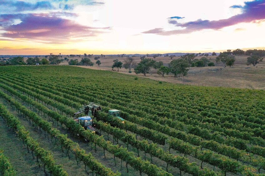A vineyard with rows of grapevines and a tractor in the foreground. 3