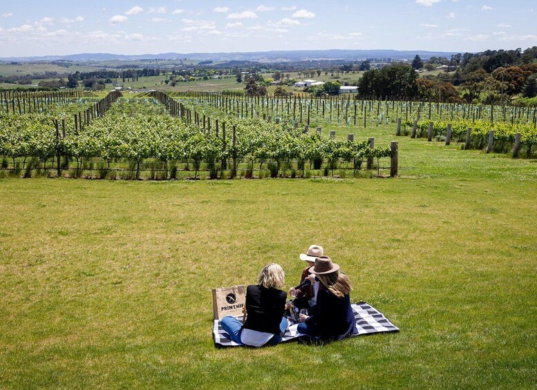 Two people sitting on a blanket in a vineyard with rows of grapevines. 5