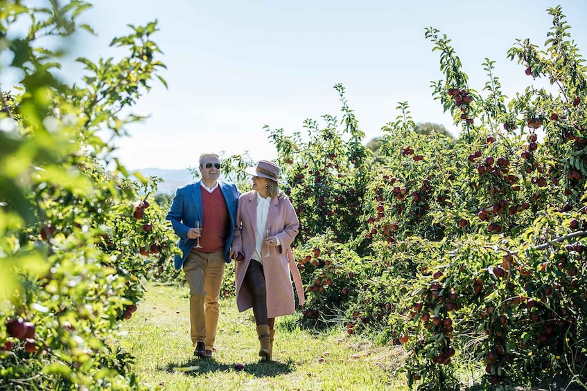 Two people walking through an orchard with apple trees. 2
