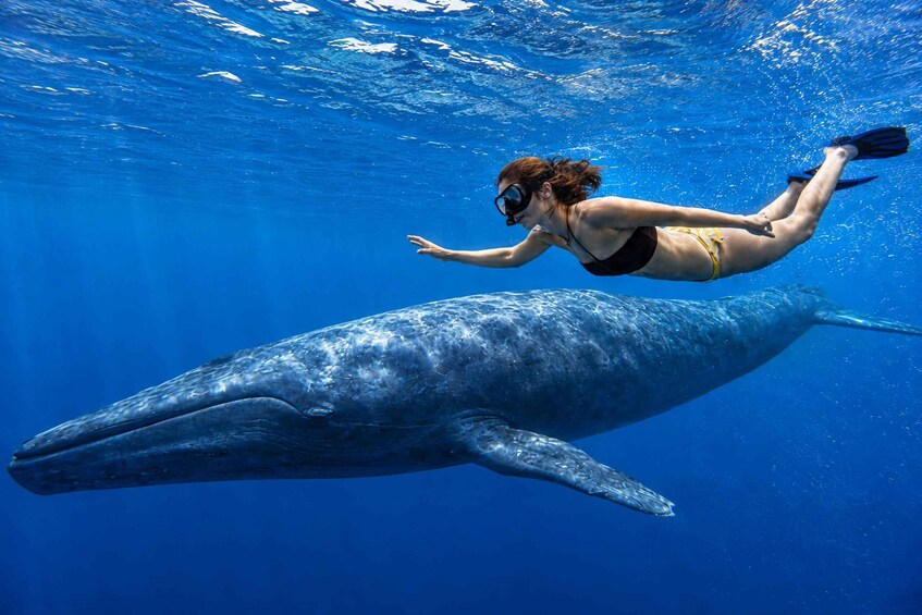 A person snorkeling with a whale in clear blue water. 1