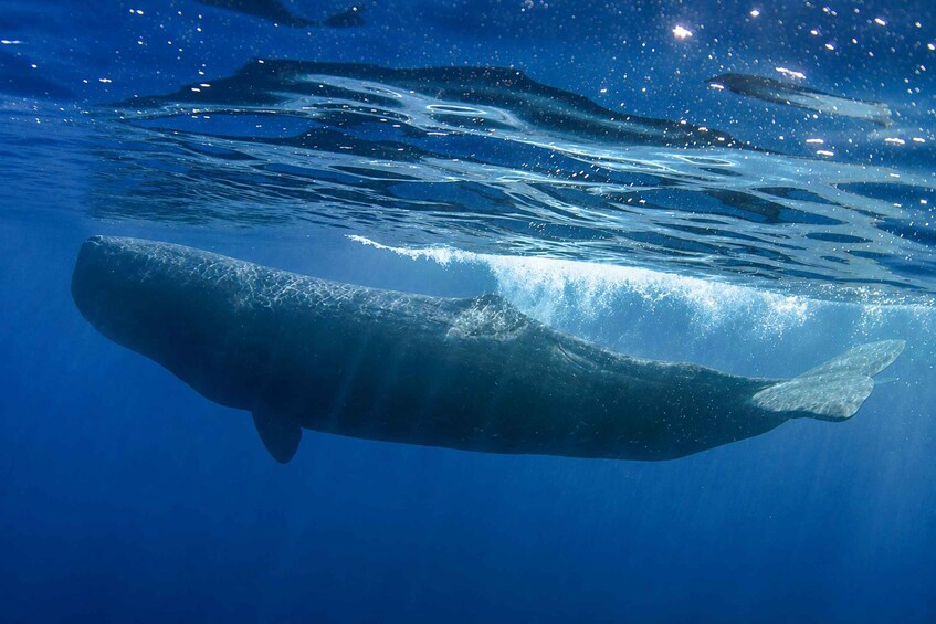 A large whale swimming underwater with sunlight filtering through the water. 4