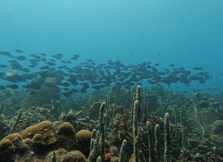 A school of fish swimming above a coral reef. 2