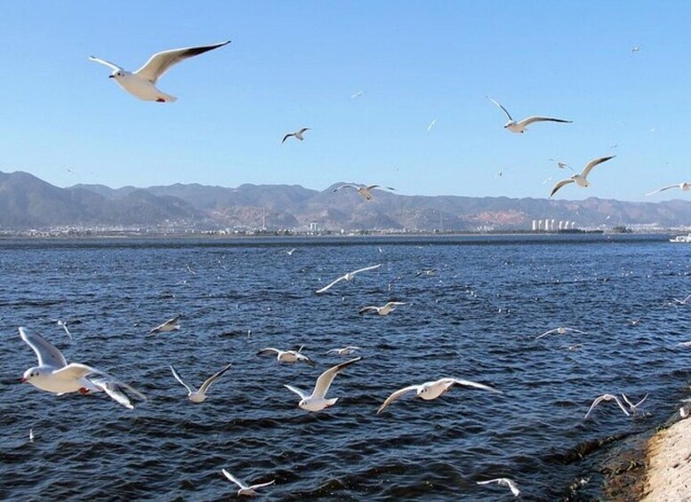 Picture 2 for Activity Shanghai: 4-Day Yunnan Discovery Tour with Flights 5