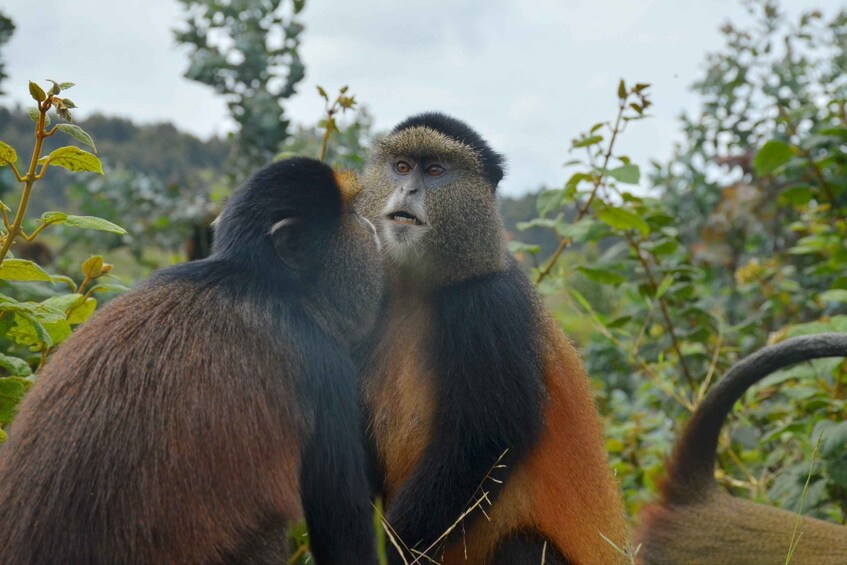 Two monkeys in a natural setting with dense foliage. 1
