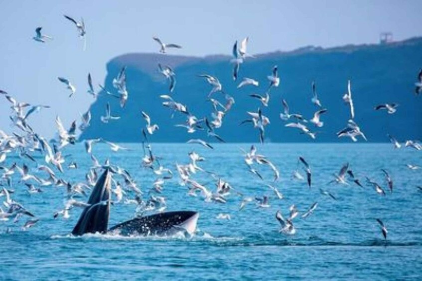 A whale breaching with seagulls flying around in the ocean. 4