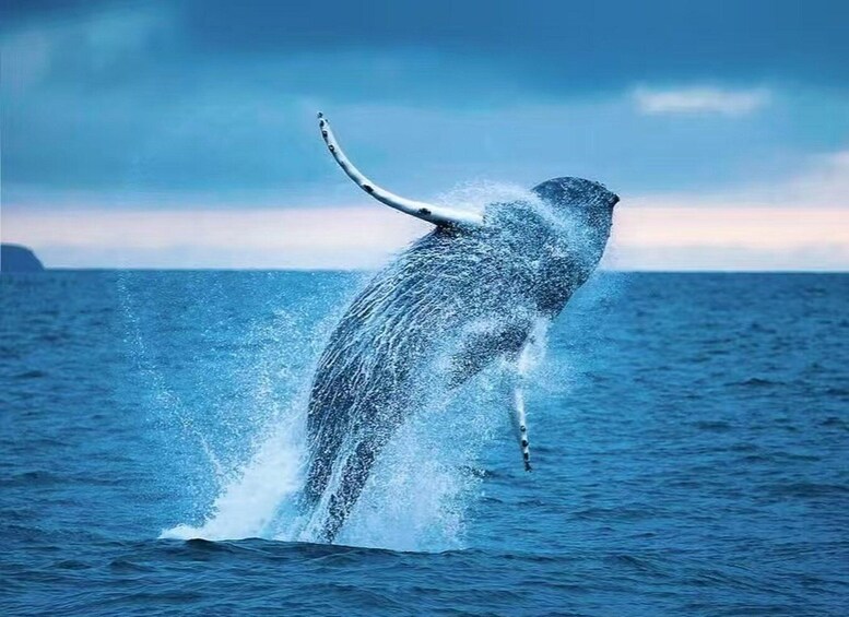 A whale breaching the ocean surface. 1
