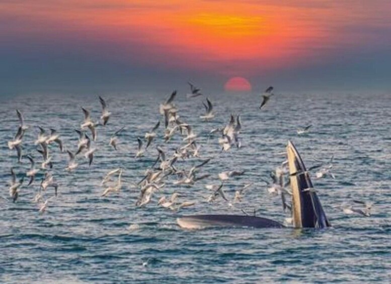 A whale breaching the ocean surface with birds flying around. 2